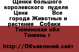 Щенки большого (королевского) пуделя › Цена ­ 25 000 - Все города Животные и растения » Собаки   . Тюменская обл.,Тюмень г.